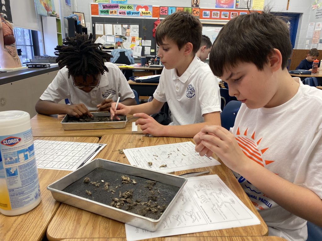 5th Grade Students Dissect Owl Pellets