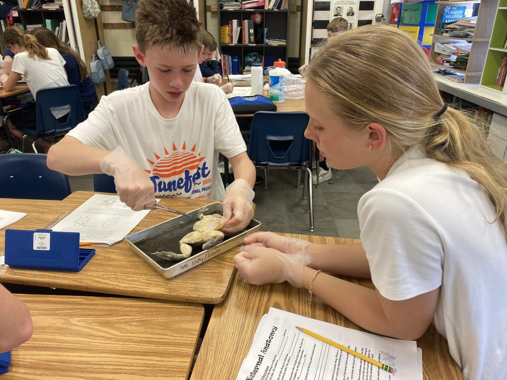 6th Grade Frog Dissection